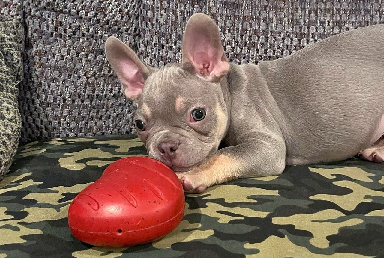 fun-and-exciting-activities-to-do-with-your-frenchton-frenchton-pups