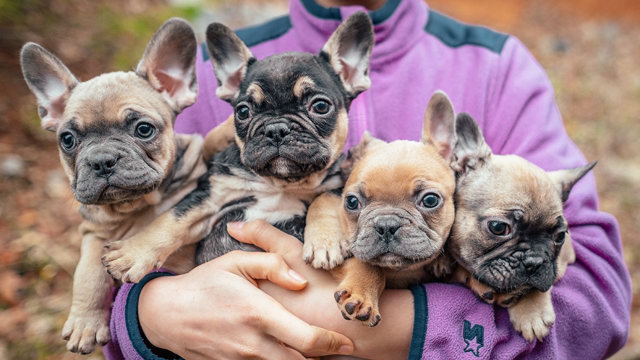 Frenchton Puppies