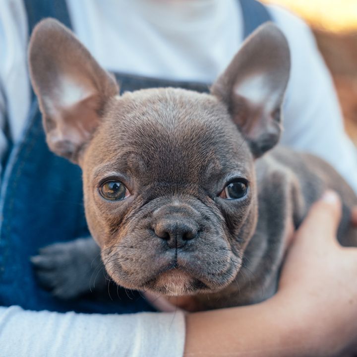 Frenchton Holiday Friend