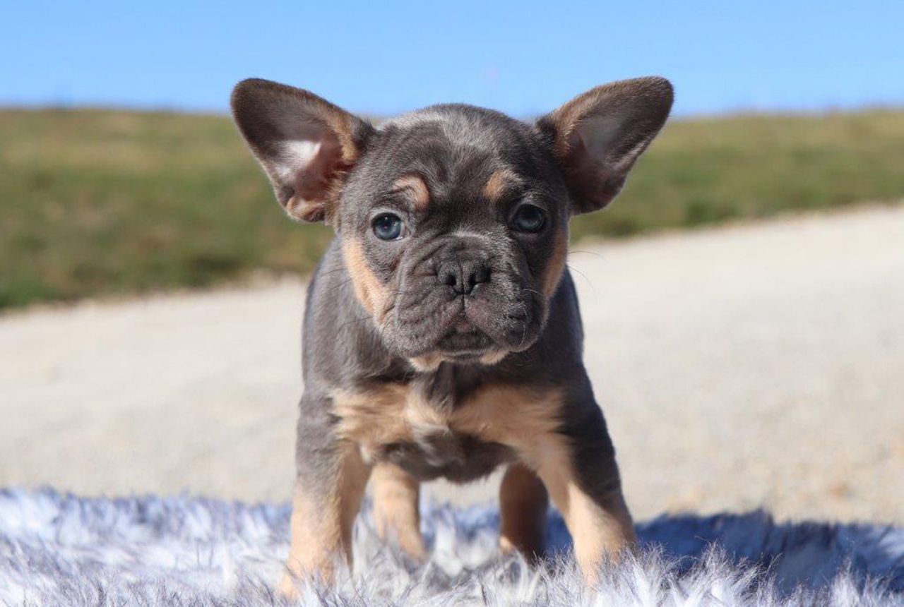Male Frenchton Pup - Blizzard