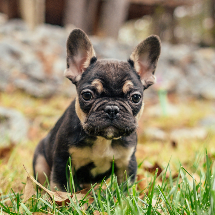 Frenchton Puppy Ears