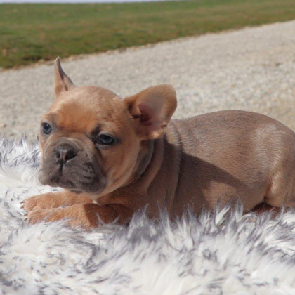Male Frenchton Pup - Caleb