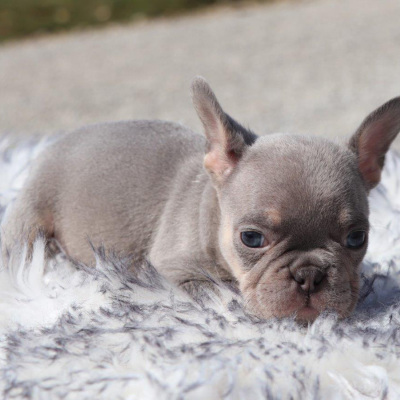 Male Frenchton Pup - Daniel