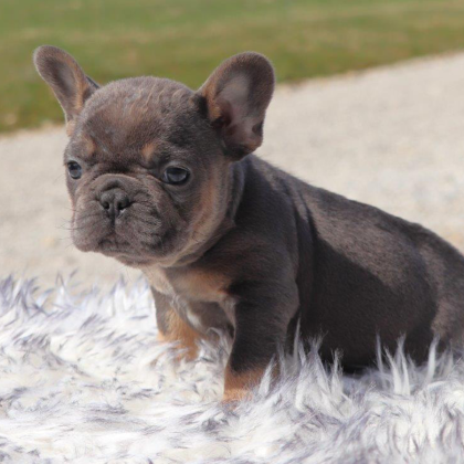 Male Frenchton Pup - Frank