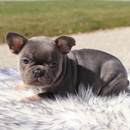 Female Frenchton Pup - Milly