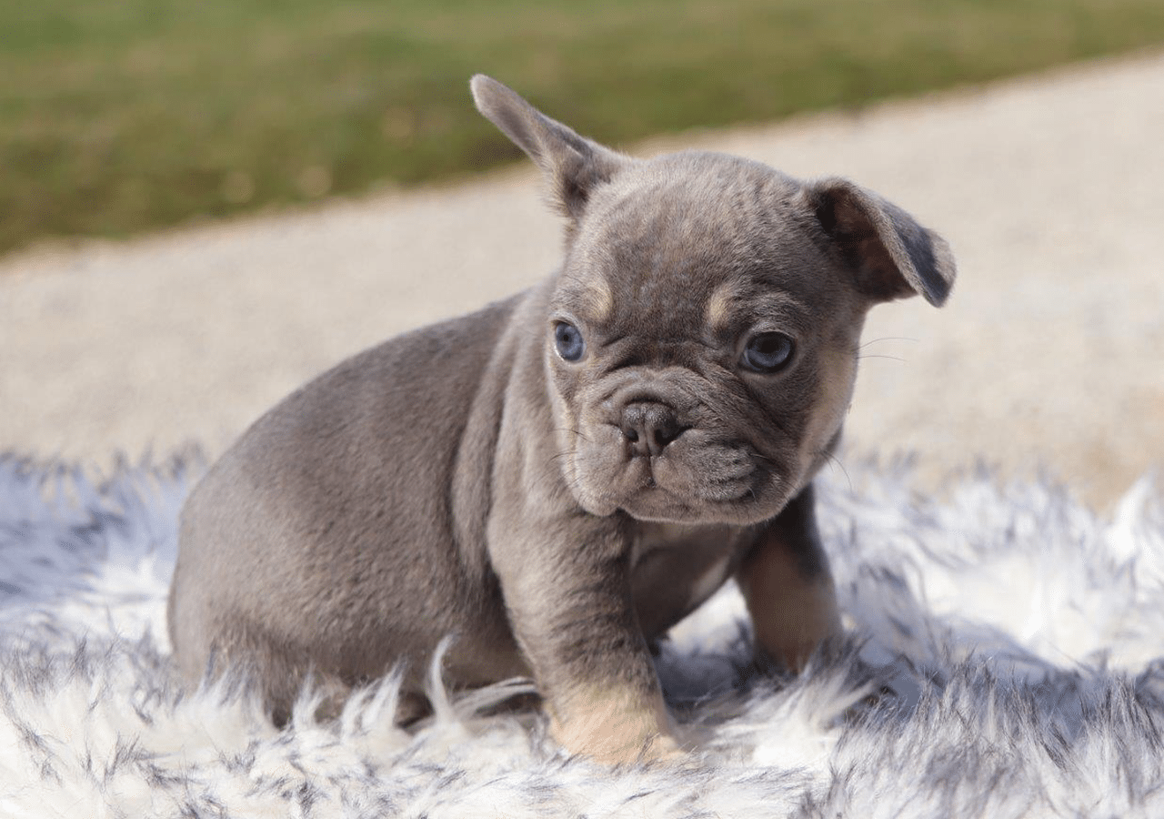 Male Frenchton Pup - Adam