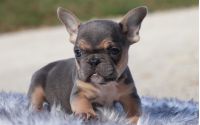 Male Frenchton Pup - Dasher