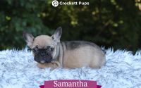 Female Frenchton Pup - Samantha