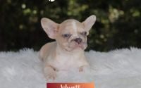 Male Frenchton Pup - Wyatt