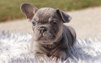 Male Frenchton Pup - Adam