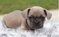 Male Frenchton Pup - Hancock