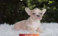 Male Frenchton Pup - Wyatt