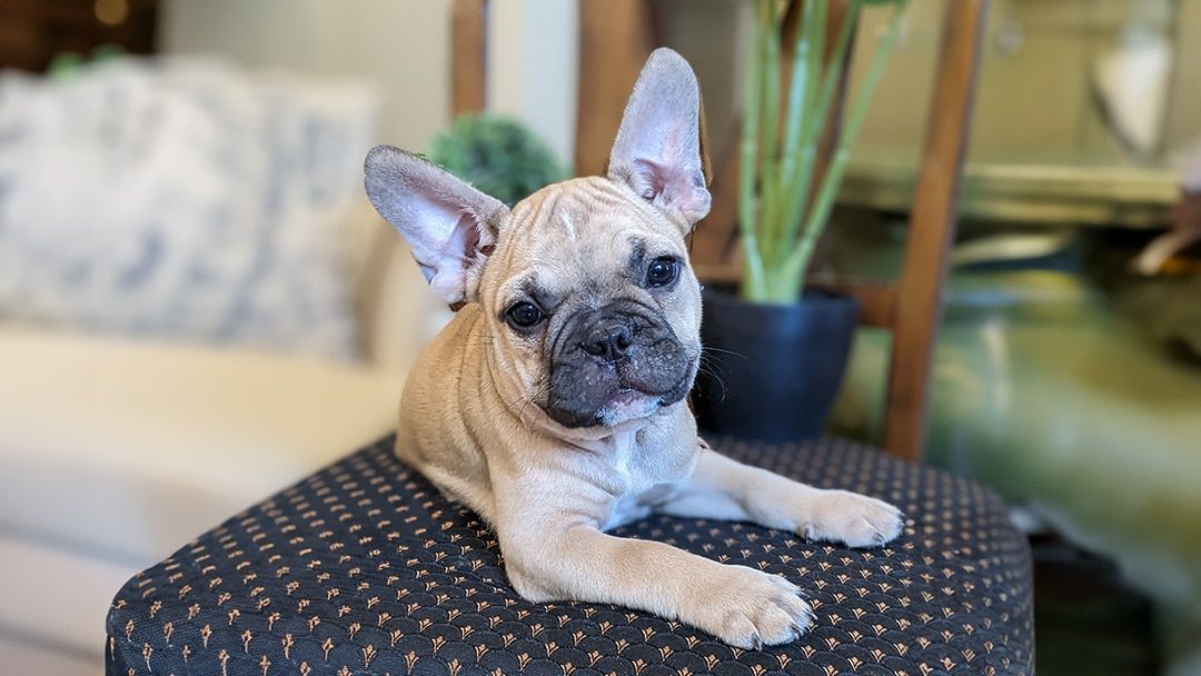 3 Best Things about Frenchtons