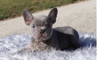 Male Frenchton Pup - Chestnut