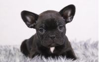 Female Frenchton Pup - Betty
