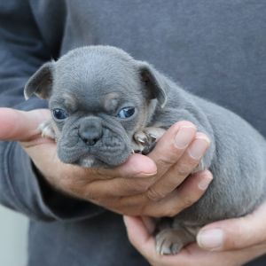 Cute Blue Frenchton Puppy