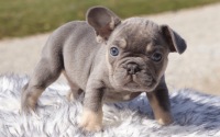 Male Frenchton Pup - Adam