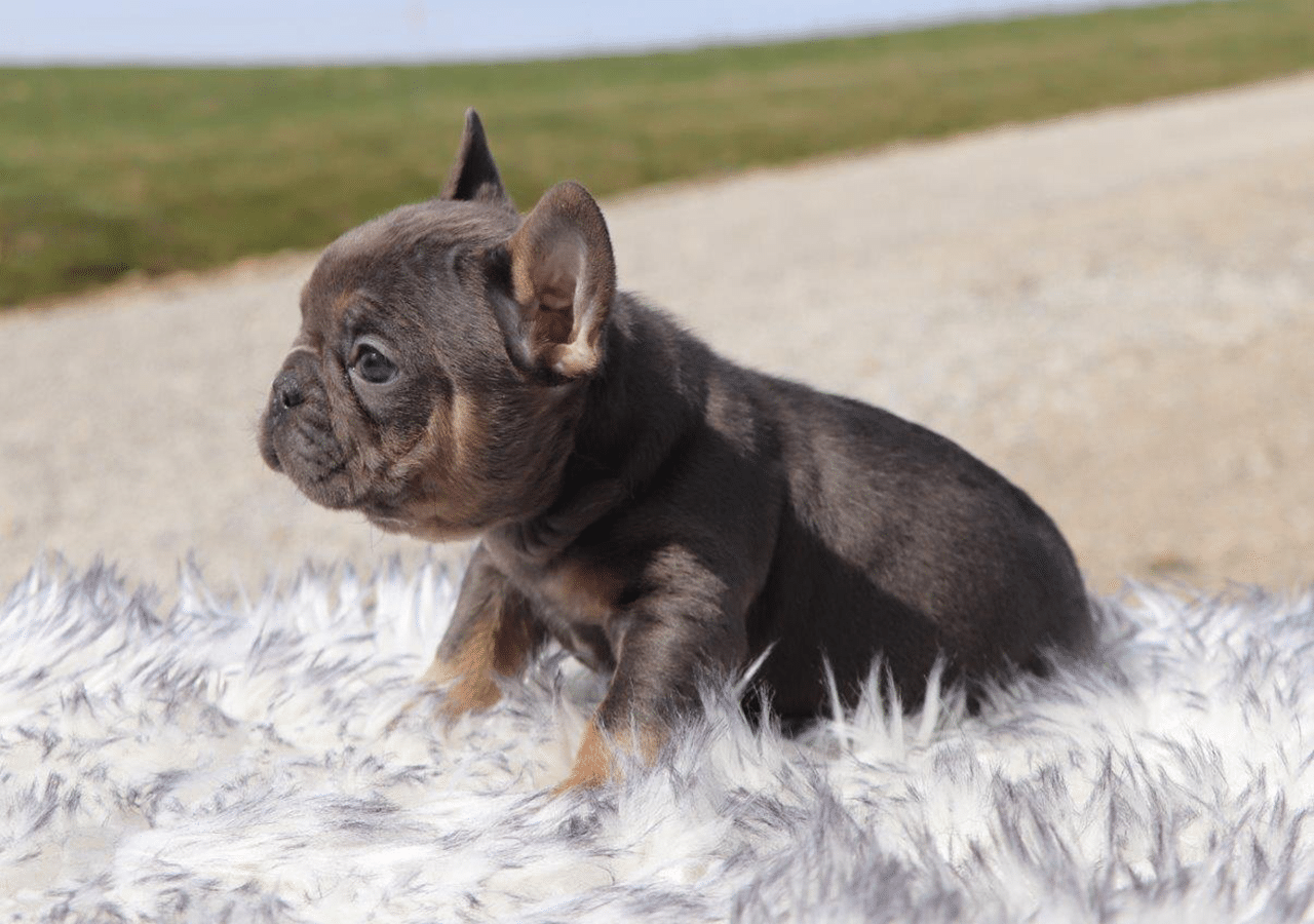 Male Frenchton Pup - Frank