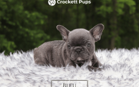 Male Frenchton Pup - Bleu