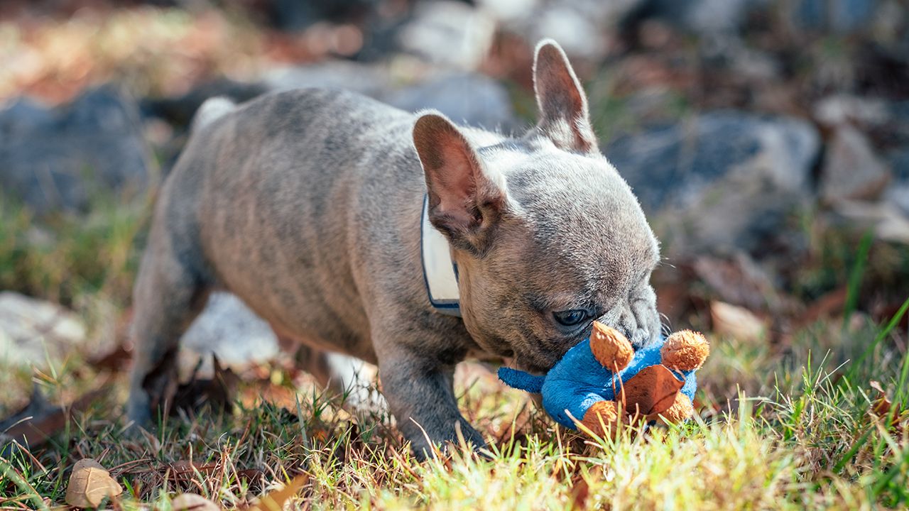 Frenchton Playing with Toy