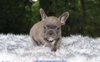 Male Frenchton Pup - Huckleberry