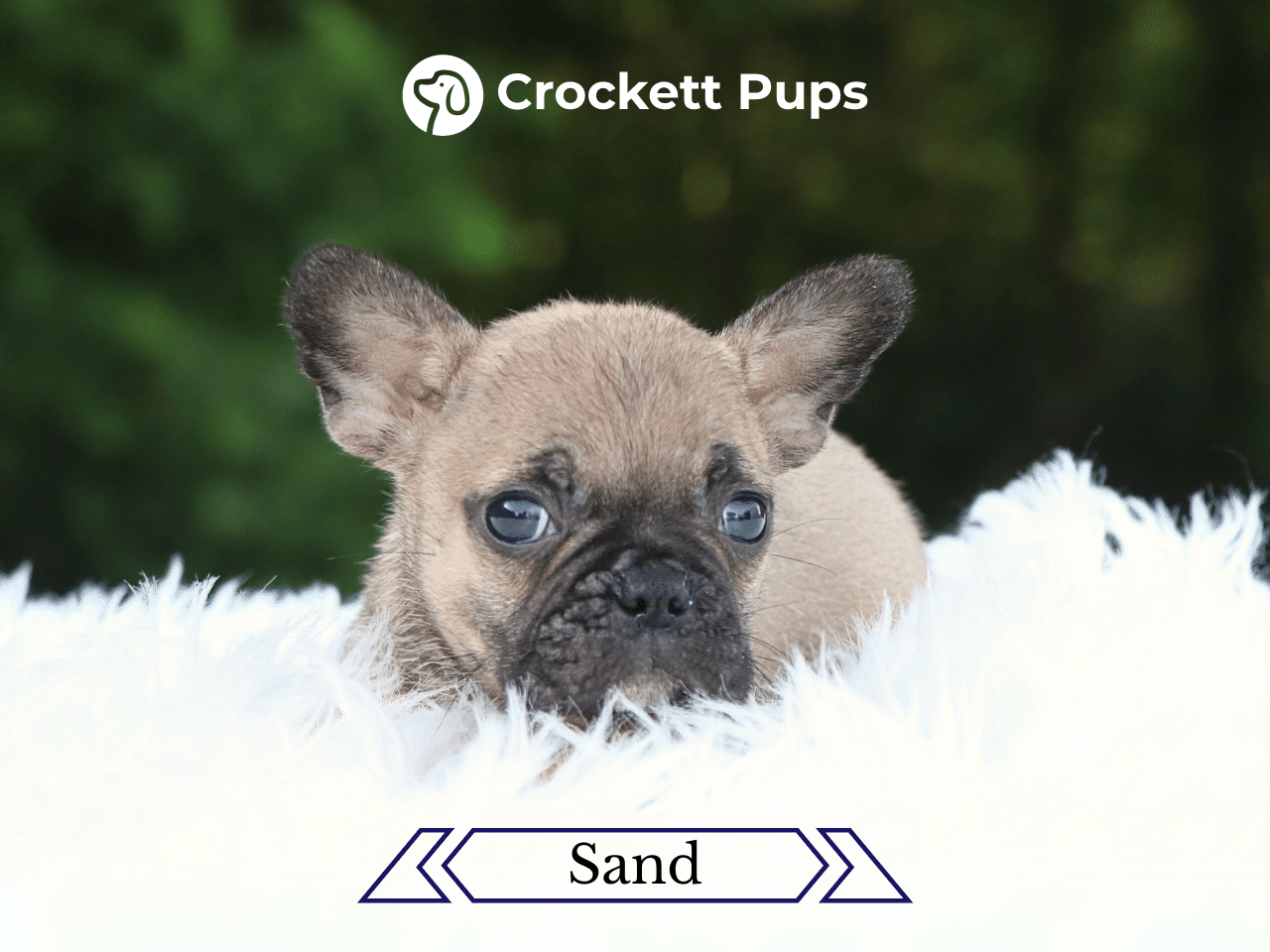 Male Frenchton Pup - Sand