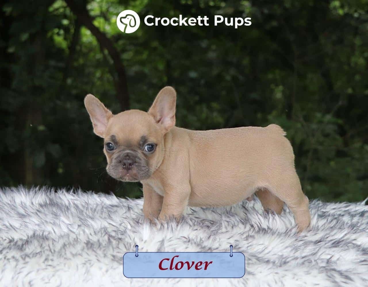 Male Frenchton Pup - Clover