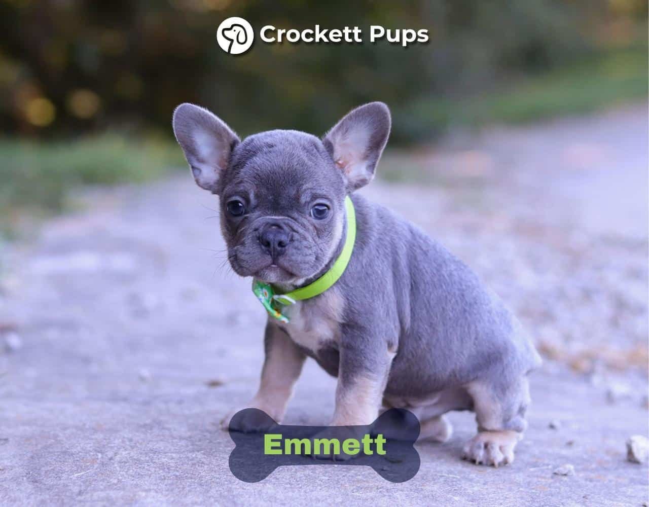 Male Frenchton Pup - Emmett