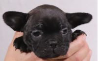 Female Frenchton Pup - Betty