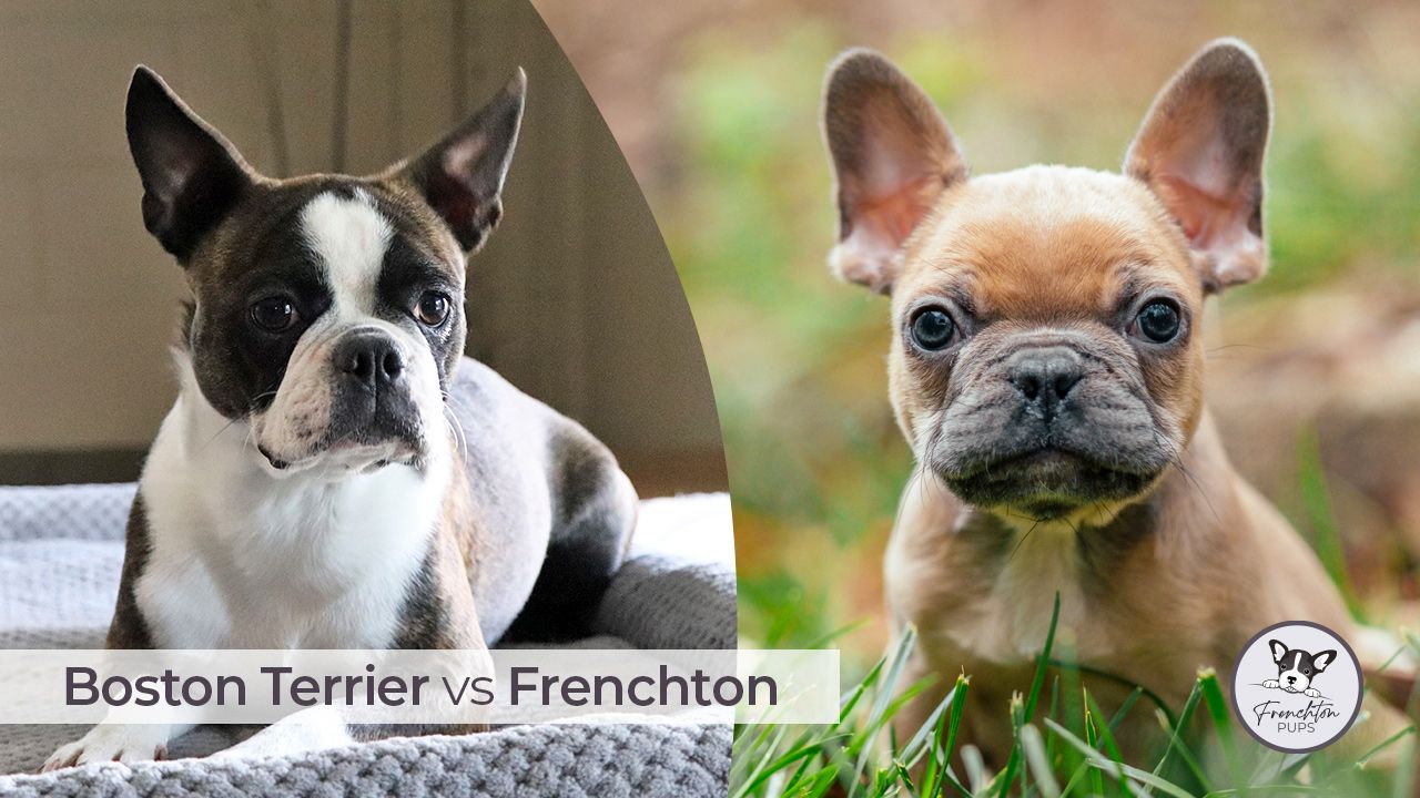 Boston Terrier vs Frenchton
