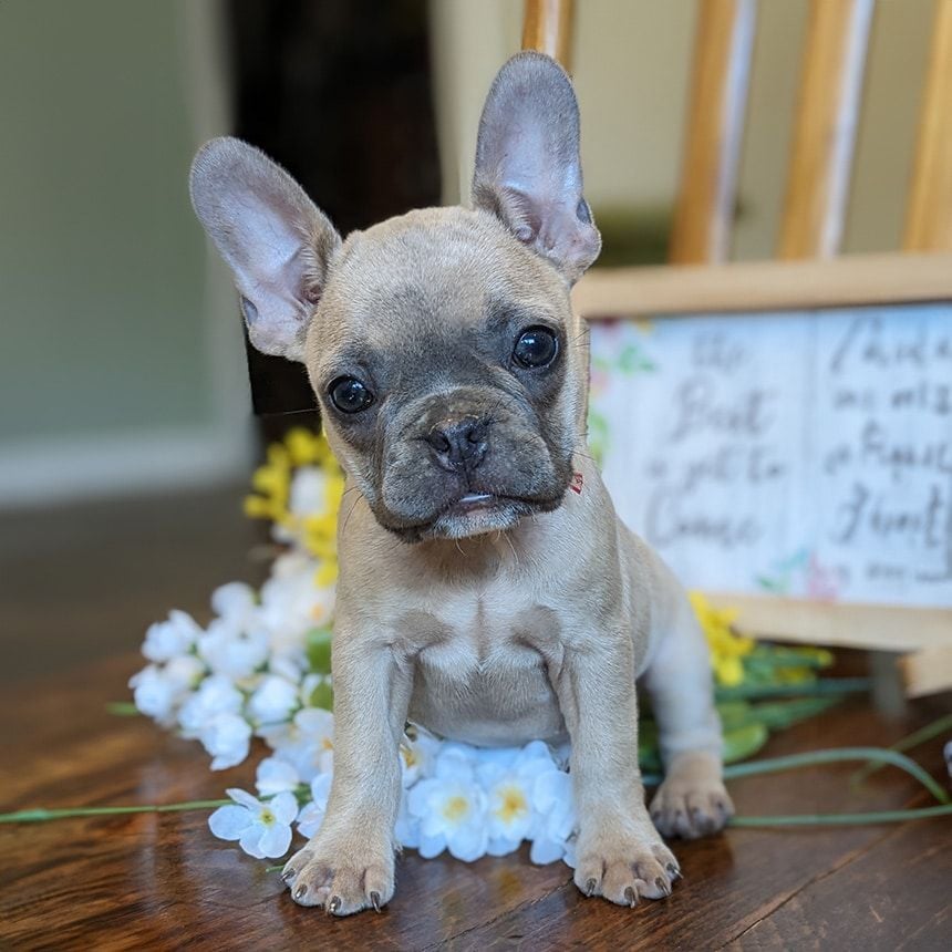 Female Frenchton Pup - Christy