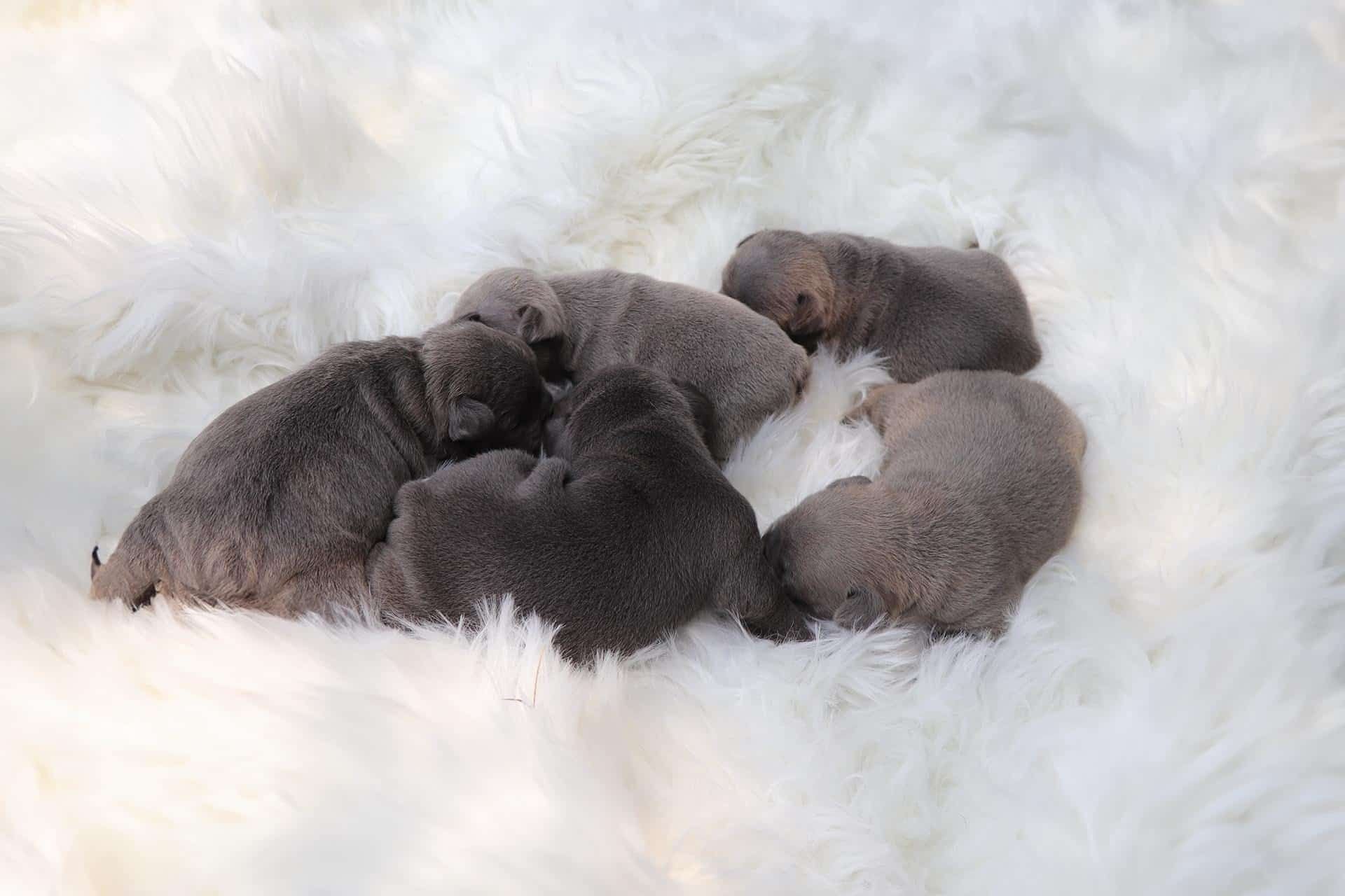 Frenchton Litter Born May 21