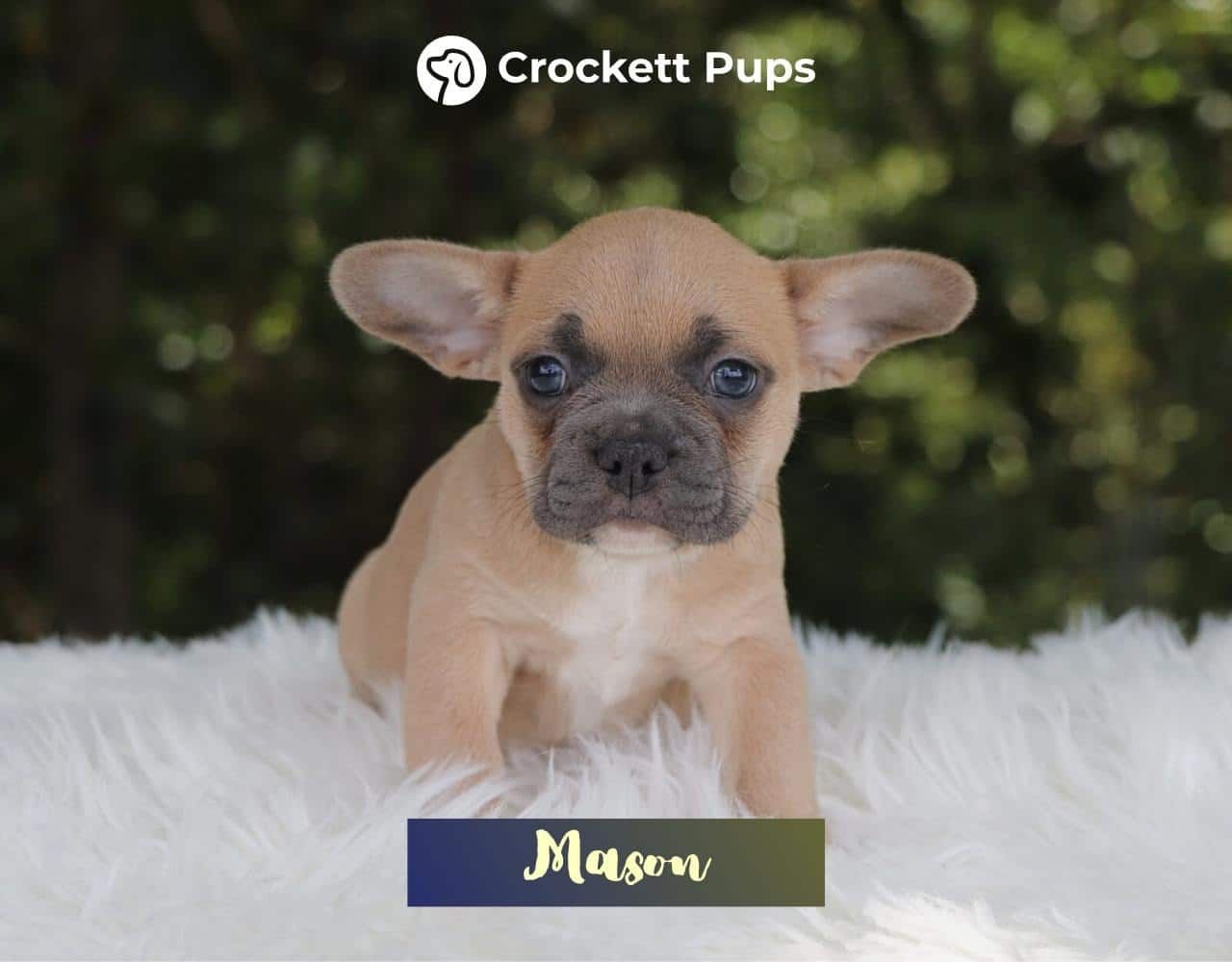Male Frenchton Pup - Mason