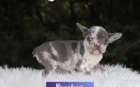 Female Frenchton Pup - Penelope