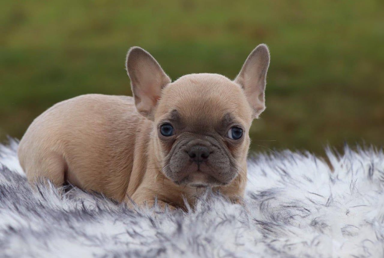 Male Frenchton Pup - Hugo