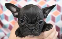 Male Frenchton Pup - Penn