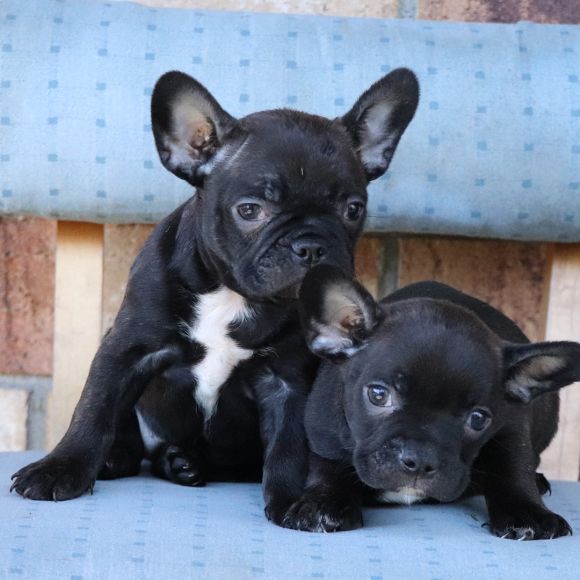 Frenchtons for Sale