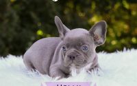 Female Frenchton Pup - Holly