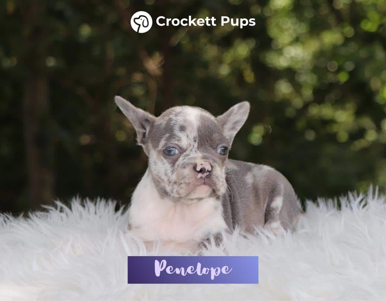 Female Frenchton Pup - Penelope