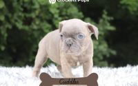Female Frenchton Pup - Cuddles