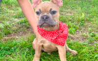 Male Frenchton Pup - Caleb