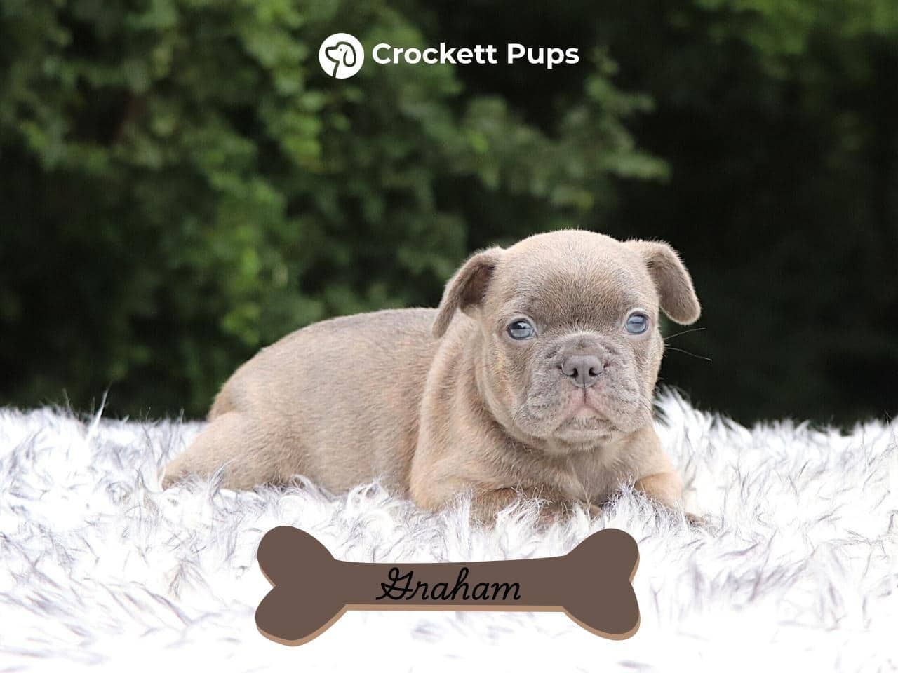Male Frenchton Pup - Graham