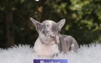 Female Frenchton Pup - Penelope