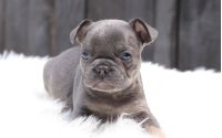 Male Frenchton Pup - Charles