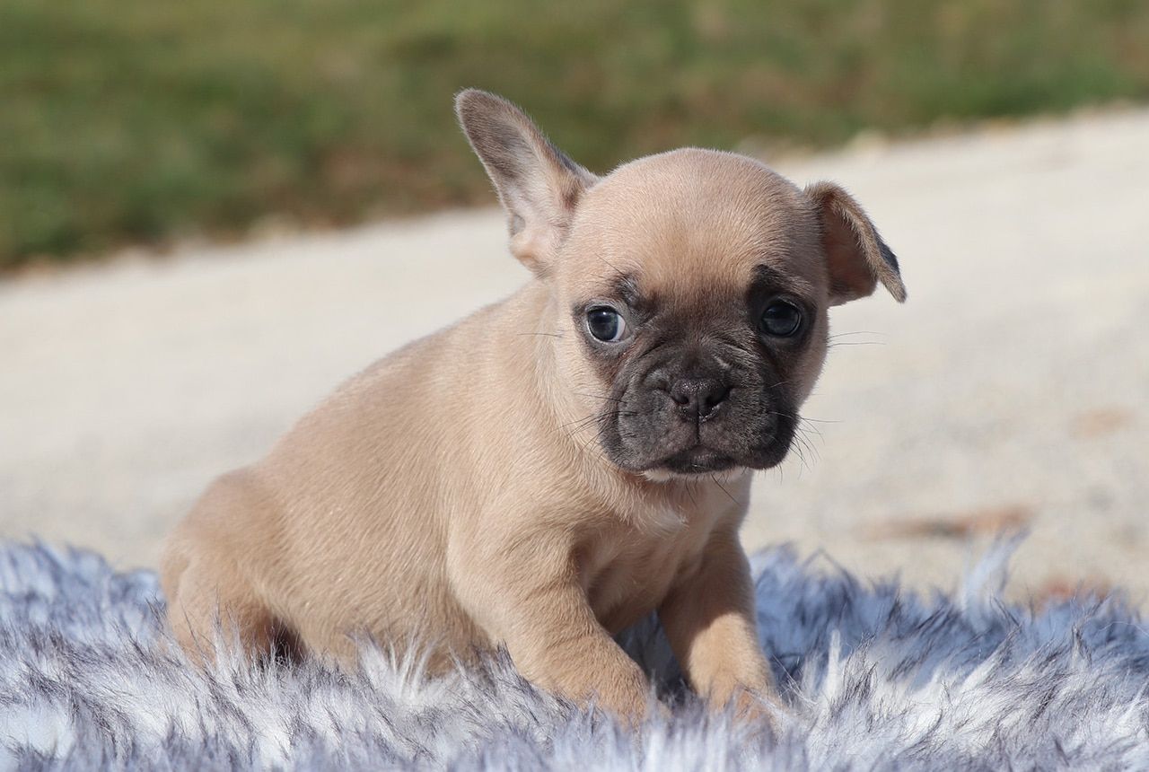 Female Frenchton Pup - Clarice