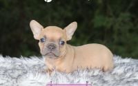 Female Frenchton Pup - Poppy