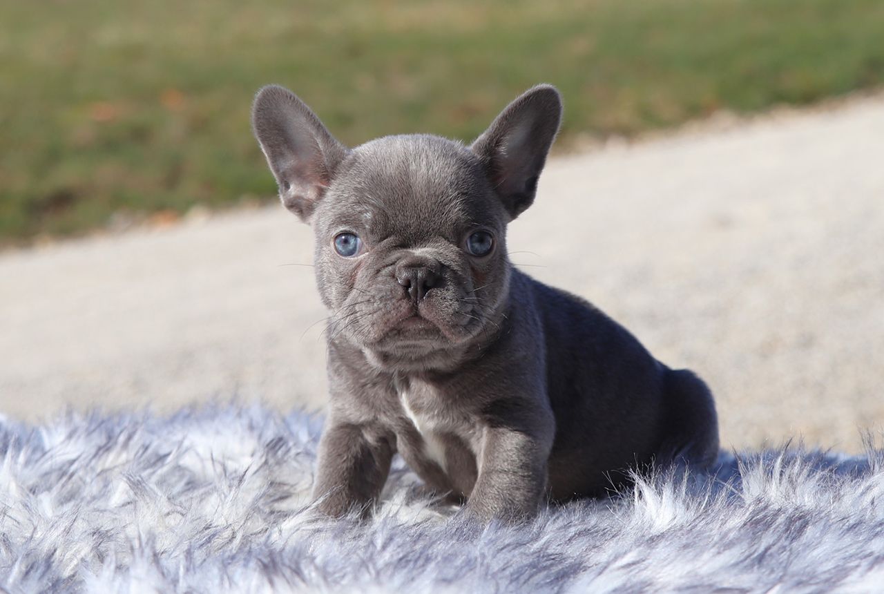 Female Frenchton Pup - Holly