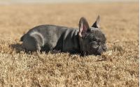 Frenchton Flurry