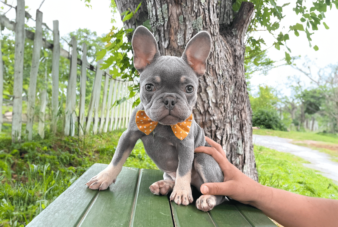 Frenchton Daniel