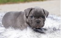 Male Frenchton Pup - Lockheed